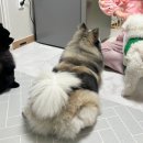 댕댕미작 이미지