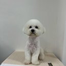 스프링댕댕 이미지