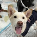 댕이의하루 이미지