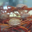 울진대게 이미지