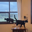 올데이모즈