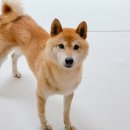 펫 노리터 이미지