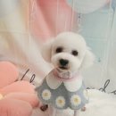 황실 애견미용 살롱 이미지