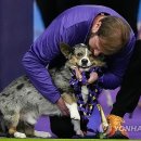 Show Dog 연합뉴스