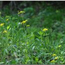 솜방망이 이미지