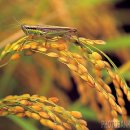 나의살던고향은 이미지