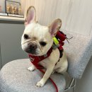 G230 | 용품 - NEEDS THE PET(니즈더펫) 인터라켄 커스텀 하네스, 리드줄, 야광밴드, 인식표, 도그백 사용 후기