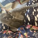 삐삐그루밍 이미지