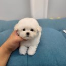 댕스마일 이미지