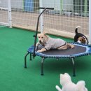 왈가왈부 반려견센터 이미지