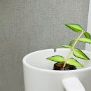 호야약국 이미지