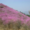 창원-천주산 진달래꽃 산행(31년-15차) 이미지