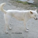 애견가족 이미지