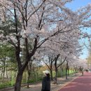 백운솔숲길(임하면) | 수원등산 수원벚꽃 광교산 벚꽃 주말백운농장 숯불바베큐 냉묵밥 보리밥
