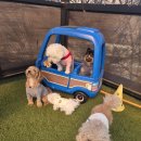 하이펜션 | 가평 애견동반 펜션 추천 가평하이몽펜션 후기 공용운동장 바베큐 솔직리뷰