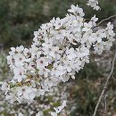 복숭아꽃 살구꽃 이미지