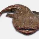 마라도아구찜해물탕 이미지