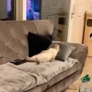 멍때리는 고양이 이미지