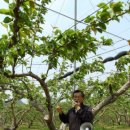 배나무농장 이미지