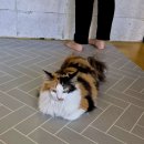 마리앤쥬 이미지