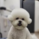 빠몽(PAWMONG) 이미지