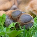 개발바닥 이미지