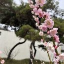 NR-3[경상대로]-하-387 | 산청3매(山淸三梅) 탐방