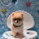 댕댕이의 품격 이미지