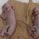 일본서 '인체 장기이식용' 돼지 첫 탄생…"올여름 원숭이에 시험" 이미지