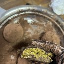 (7/20) 카다이프 초콜릿 만들기 | 노오븐 디저트 추천! 요즘 핫한 두바이 쫀득 쿠키, 직접 만들어본 후기