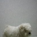흰둥이 이미지