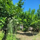 머물수록민박 | 제주 감성을 오롯이, 머물수록 좋았던 서귀포 독채숙소 느린가에서의 하루