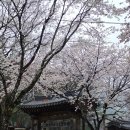 거창읍-28 | [거창 여행] 화려한 벚꽃과 함께한 봄 거창여행 | 수승대 덕천서원 임불마을 수양벚꽃 | 아너드투어 후기