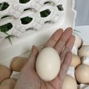 황실토종닭 2농장 이미지