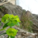 오골계마을 이미지