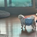 치마저고리 | 다이소 강아지 한복 곤룡포 치마저고리 애견한복 가격, 사이즈 후기