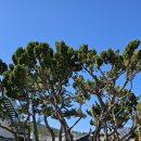 화진리 구진마을 앉은 줄다리기 이미지