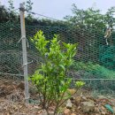 율포농장 이미지