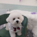 버블독스 부산대점 이미지