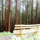 상관 공기마을 편백숲 이미지