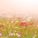 병산목장 이미지