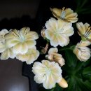 미래산장 이미지