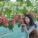 고경농장 | 영천 과일 맛집 민현농장, 샤인머스켓 마이하트 블랙사파이어 포도 농장 직배송