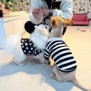 댕글멍글 | 촬나의 순간(반려견 동반)