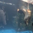 롯데월드아쿠아리움 | [잠실] 귀여운 수달과 벨루가가 있는 '롯데월드아쿠아리움' 방문 후기