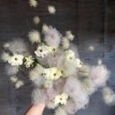 💐 W12. 셀프 웨딩촬영 부케 부토니에 만들기 / 양재꽃시장 & 고속터미널꽃시장 (비용, 제작 후기)