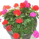 울산남부초등학교 이미지