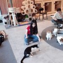 냥카페 묘연 이미지