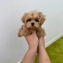 댕스마일 이미지