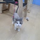 은돌이네 | 마음이 놓이는 동탄 고양이 호텔 코자냥 ~ 은돌이의 호텔링